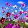 Good Sunday