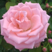 rahim r