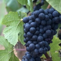 William Richard Djubin