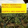 Penjualbibitpisang Cavendishsukses
