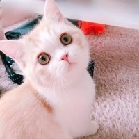 刘凯亮