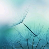 Frédérique RINGOT LANCRET