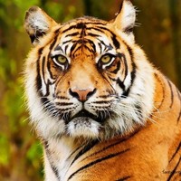 Carlos Pinto Curator