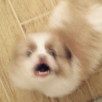 赵哔天