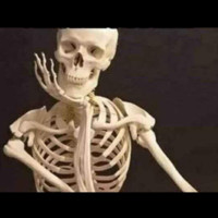 Nawal Anatomy