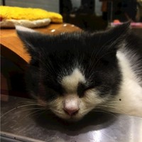 王诗文
