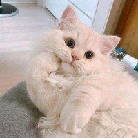 殷燕飞