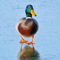 Lexie At Ducks
