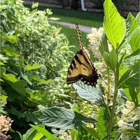 Kyung Oden