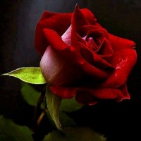 Raneem Da
