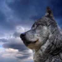 Wolfy Wolf