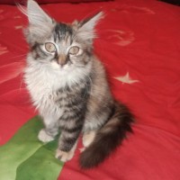 Ratu Kucing Jakarta