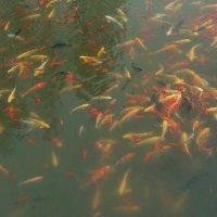 韩忠孝
