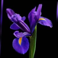 Iris Schols