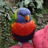 Frank Pets