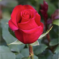 Ali Rehman