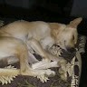 Karupu Kari Kodumudi Erode