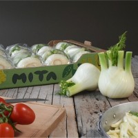 MICHELE NELLI TAGLIAFIERRO