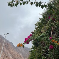 الهنوف الشمري