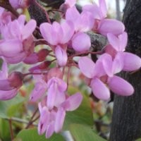 Elena Gutiérrez Santos