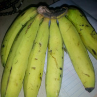 Shaibu Ibrahim
