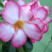 Mahesvaran Gengan