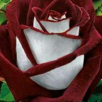 عاشق لأسد