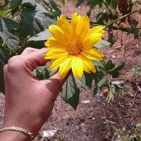 Ravina Prabhakar