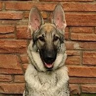 Shadow Alsatian