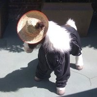 Buttercup The Splunk Pwny