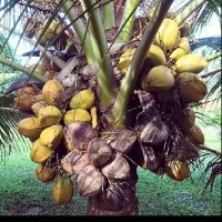 mifugo Na Kilimo