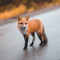 Stadt Fuchs