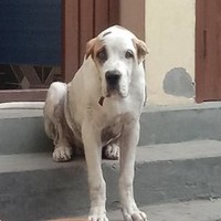 Bully dog