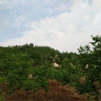 公配林