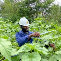 Zofenyi Ndangatiah Alexander