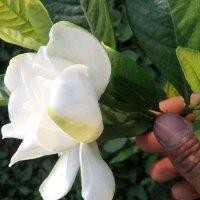花栀子