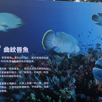 Catnini Wu