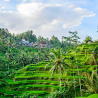 David Tambunan Bali