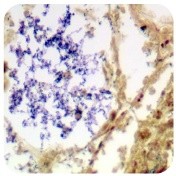 Scytek-Laboratories Gram-Stain-kit