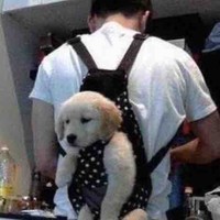 王加庭