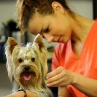 AlphaPet frizerie canina