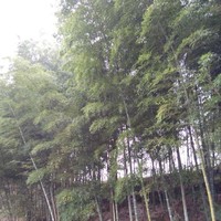 王小真