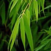 郑美聪