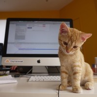 Paymeow Paymentwallova
