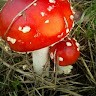 Volker H