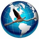Flamingo Travels