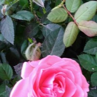Rosa Porto
