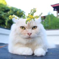 郭菲菲