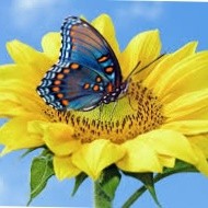 Ranjitha S