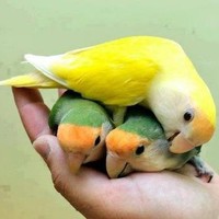 Bidyut Roy Chowdhury